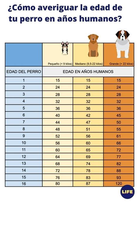 en perdos|edad de perros en humanos.